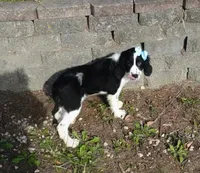 AKC Pearl, a female English Springer Spaniel for sale in Elroy, WI – 5 of 10