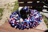 AKC Remi, a female English Springer Spaniel for sale in Elroy, WI – 3 of 3