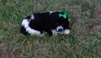 AKC Peony, a female English Springer Spaniel for sale in Elroy, WI – 2 of 4