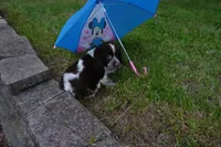 AKC Polly, a female English Springer Spaniel for sale in Elroy, WI – 3 of 5