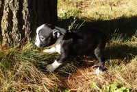 Poetry, a female Boston Terrier for sale in Elroy, WI – 4 of 6