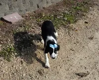 AKC Pearl, a female English Springer Spaniel for sale in Elroy, WI – 4 of 10