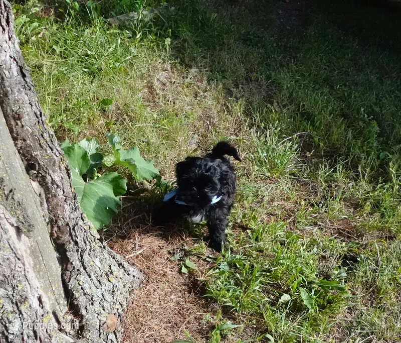 Roman – Shihpoo puppy for sale in Elroy, WI