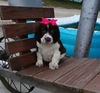 AKC Patrice, a female English Springer Spaniel for sale in Elroy, WI – 3 of 4