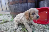 Tyler, a male Cavapoo for sale in Elroy, WI – 4 of 5