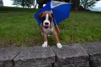 Preston, a male Boxer for sale in Elroy, WI – 4 of 4