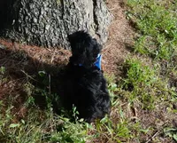Roman, a male Shihpoo for sale in Elroy, WI – 3 of 7