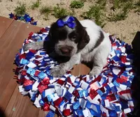 AKC Remi, a female English Springer Spaniel for sale in Elroy, WI – 2 of 3