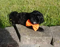 Romeo, a male Shihpoo for sale in Elroy, WI – 5 of 7