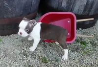 Parker, a male Boston Terrier for sale in Elroy, WI – 4 of 6