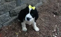 AKC Pearl, a female English Springer Spaniel for sale in Elroy, WI – 2 of 3