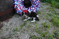 AKC Rolo, a female English Springer Spaniel for sale in Elroy, WI – 5 of 5