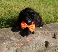 Romeo, a male Shihpoo for sale in Elroy, WI – 6 of 7