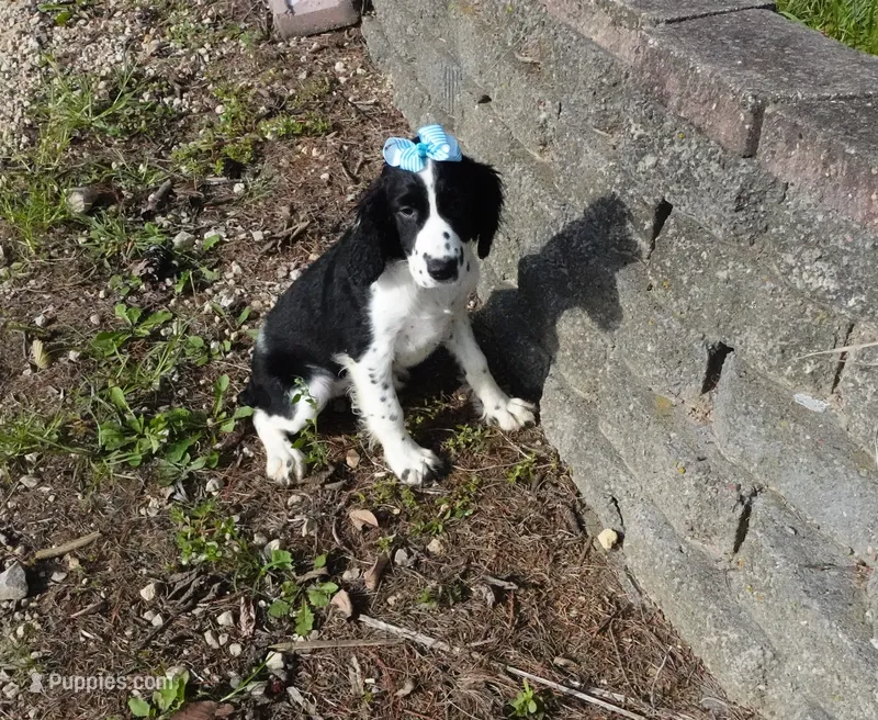AKC Pearl – English Springer Spaniel puppy for sale in Elroy, WI