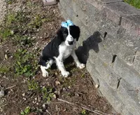 AKC Pearl, a female English Springer Spaniel for sale in Elroy, WI – 1 of 10