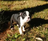 Poetry, a female Boston Terrier for sale in Elroy, WI – 2 of 6