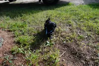 Roman, a male Shihpoo for sale in Elroy, WI – 2 of 7