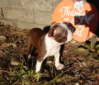 Pandora, a female Boston Terrier for sale in Elroy, WI – 3 of 6