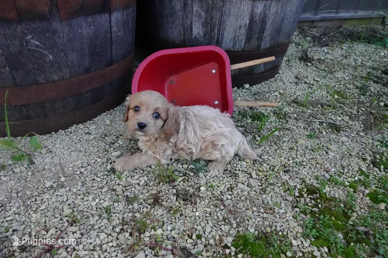 Tyler – Cavapoo puppy for sale in Elroy, WI