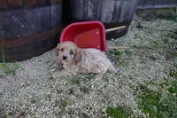 Tyler, a male Cavapoo for sale in Elroy, WI – 1 of 5