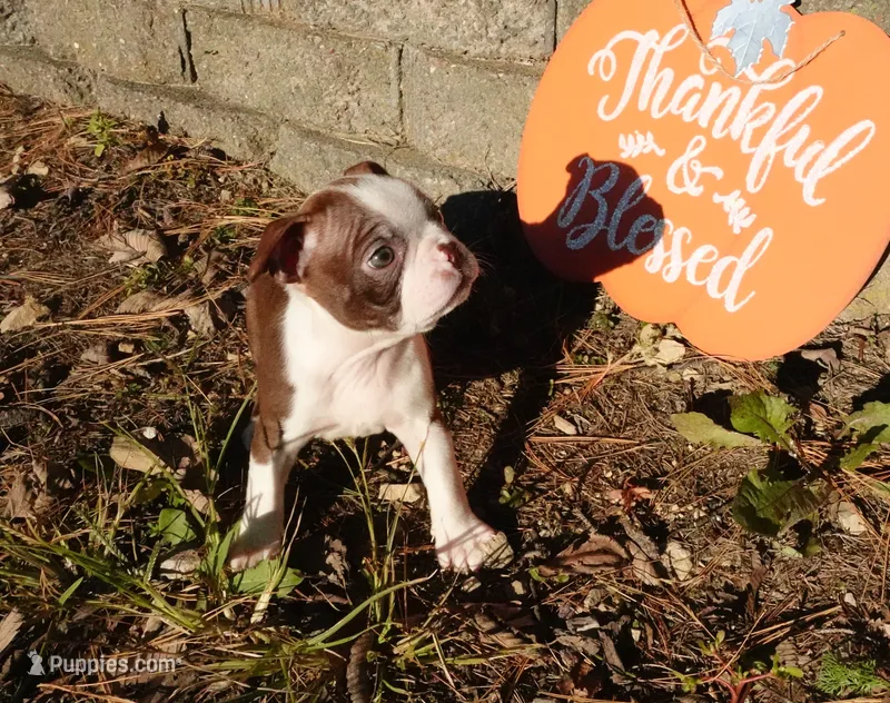 Pandora – Boston Terrier puppy for sale in Elroy, WI