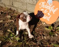 Pandora, a female Boston Terrier for sale in Elroy, WI – 5 of 6