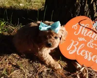 Trinity, a female Cavapoo for sale in Elroy, WI – 3 of 7
