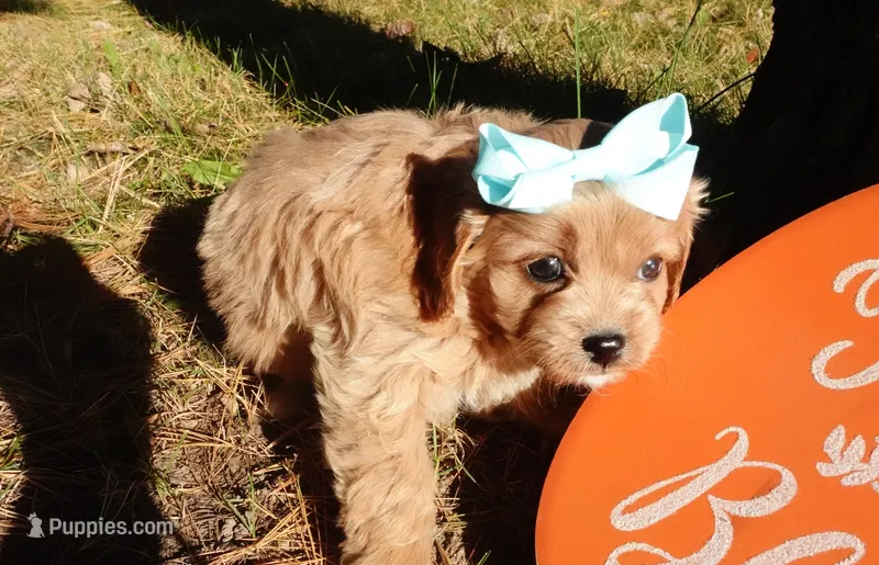 Trinity – Cavapoo puppy for sale in Elroy, WI