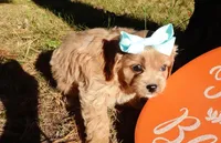 Trinity, a female Cavapoo for sale in Elroy, WI – 1 of 7