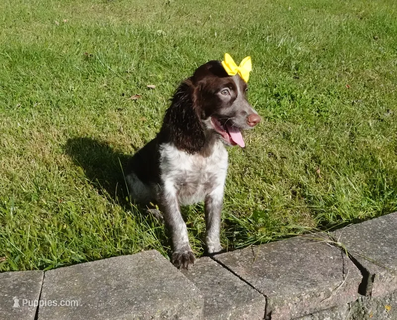AKC Polly – English Springer Spaniel puppy for sale in Elroy, WI