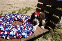 Sela, a female English Springer Spaniel for sale in Elroy, WI – 3 of 6