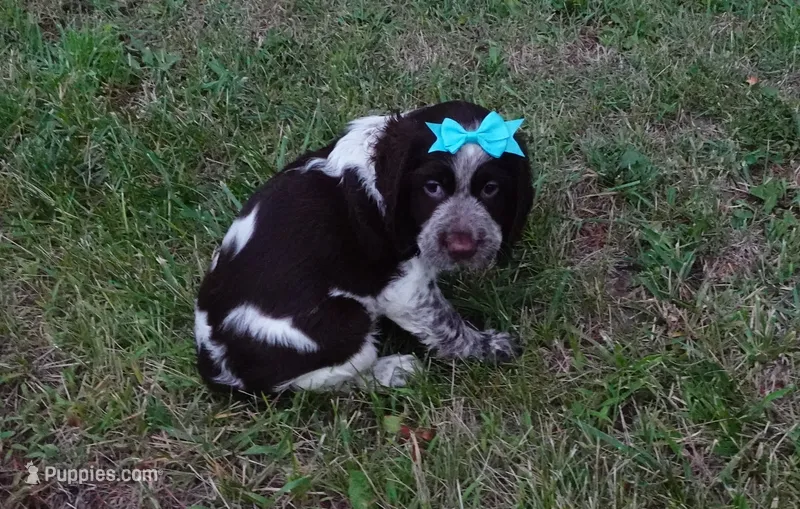 AKC Princess – English Springer Spaniel puppy for sale in Elroy, WI