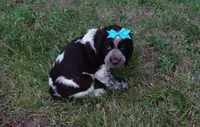 AKC Princess, a female English Springer Spaniel for sale in Elroy, WI – 1 of 4