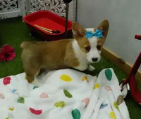 Cela, a female Pembroke Welsh Corgi for sale in Elroy, WI – Photo 3 of 7