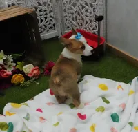 Cela, a female Pembroke Welsh Corgi for sale in Elroy, WI – Photo 4 of 7