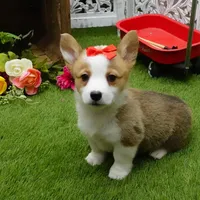 Cela, a female Pembroke Welsh Corgi for sale in Elroy, WI – Photo 7 of 7