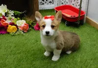 Cela, a female Pembroke Welsh Corgi for sale in Elroy, WI – Photo 2 of 4