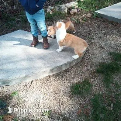 Cela – Pembroke Welsh Corgi puppy for sale in Elroy, WI