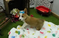 Cela, a female Pembroke Welsh Corgi for sale in Elroy, WI – Photo 5 of 7