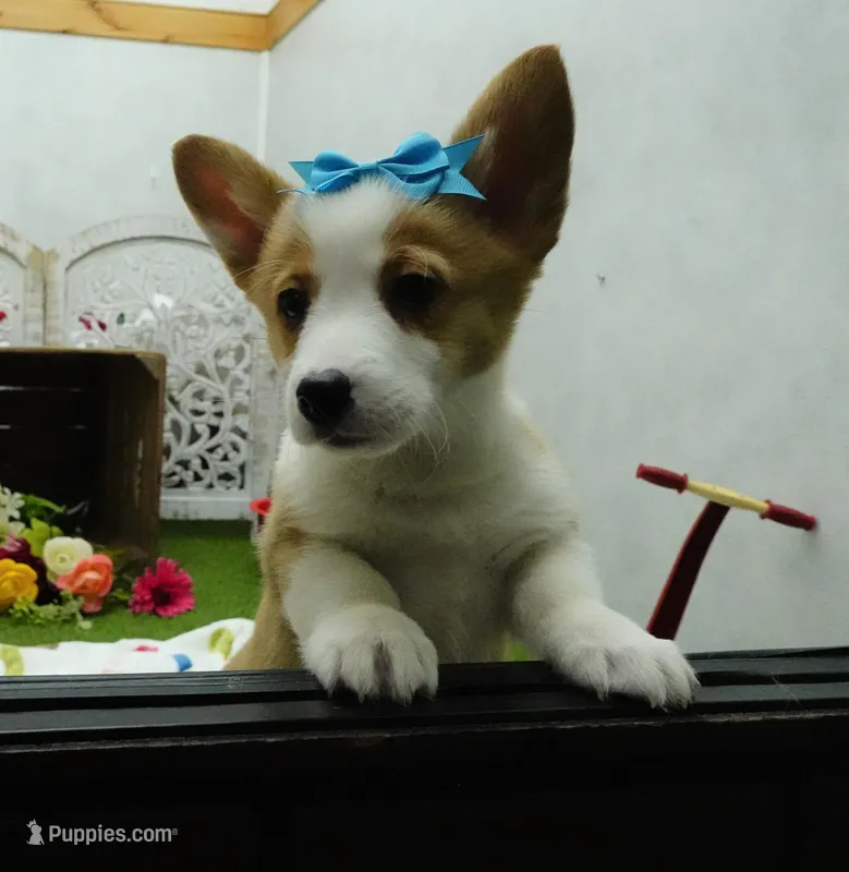 Cela – Pembroke Welsh Corgi puppy for sale in Elroy, WI