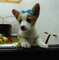 Cela, a female Pembroke Welsh Corgi for sale in Elroy, WI – Photo 2 of 7