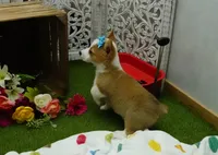 Cela, a female Pembroke Welsh Corgi for sale in Elroy, WI – Photo 1 of 7