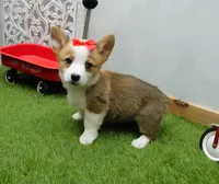 Cela, a female Pembroke Welsh Corgi for sale in Elroy, WI – Photo 4 of 4