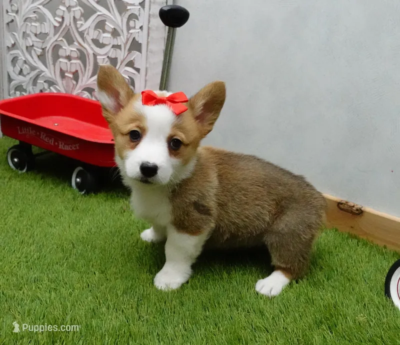 Cela – Pembroke Welsh Corgi puppy for sale in Elroy, WI
