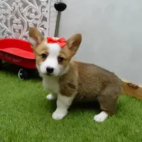 Cela, a female Pembroke Welsh Corgi for sale in Elroy, WI – Photo 6 of 7