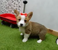 Cela, a female Pembroke Welsh Corgi for sale in Elroy, WI – Photo 3 of 4