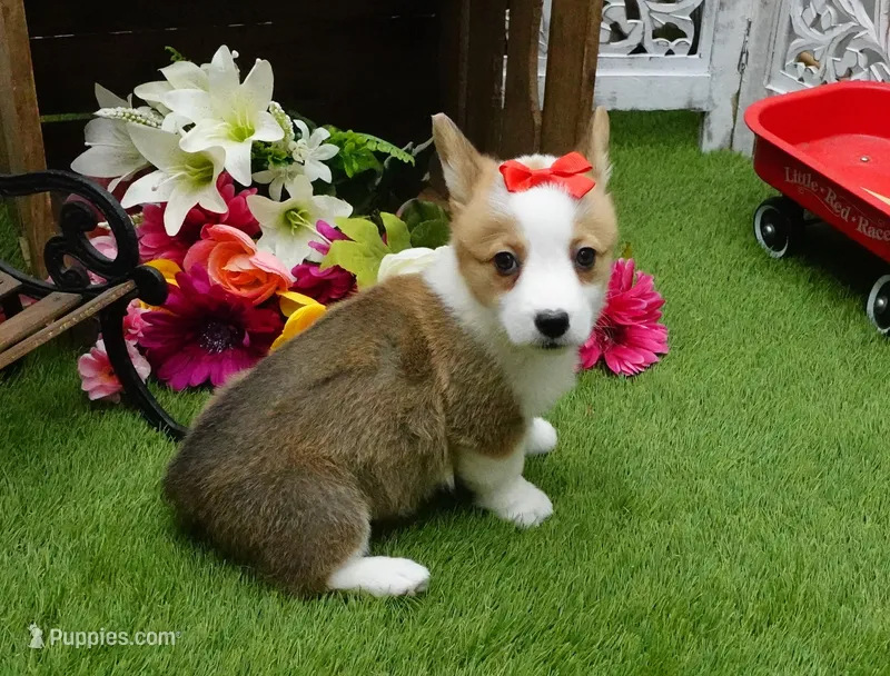 Cela, a female Pembroke Welsh Corgi for sale in Elroy, WI – Photo 1 of 4