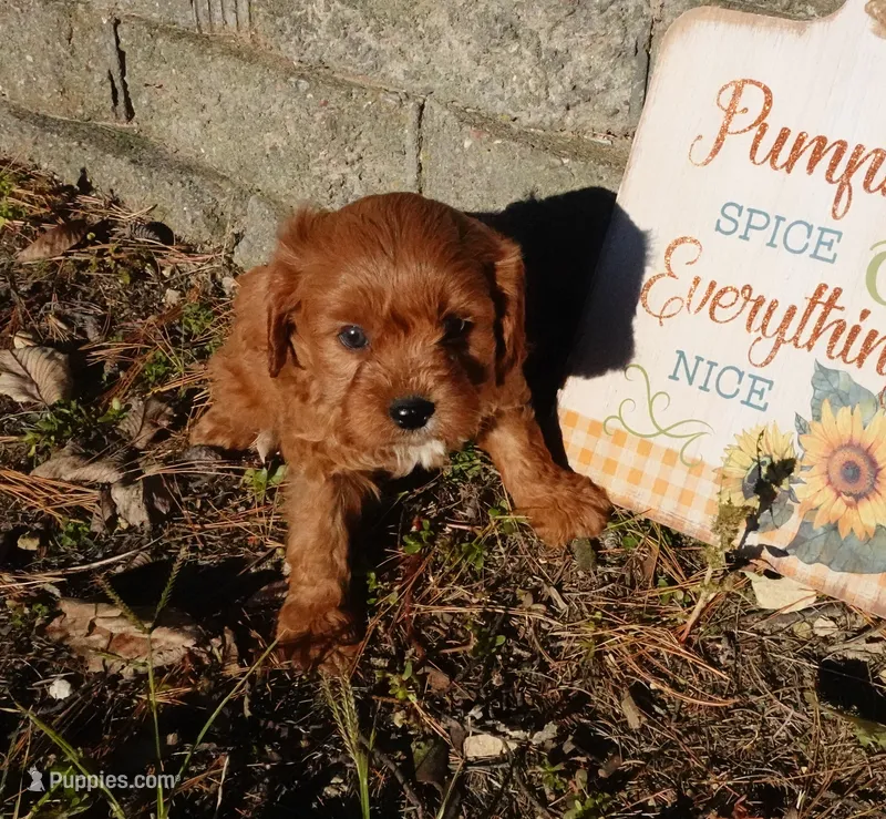 Thad – Cavapoo puppy for sale in Elroy, WI