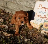 Thad, a male Cavapoo for sale in Elroy, WI – 1 of 4