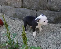 Payton, a female Boston Terrier for sale in Elroy, WI – 2 of 6